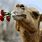 Pet Camel
