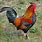 Photos of Roosters