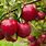 Picture of Apple Tree