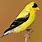 Picture of Goldfinch