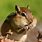 Picture of a Chipmunk