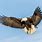 Picture of a Flying Eagle