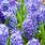 Picture of a Hyacinth Flower