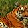 Pictures of Bengal Tigers