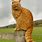 Pictures of Ginger Cats