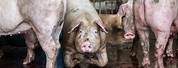 Pig Farm Slaughter