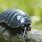 Pill Bugs Facts