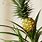 Pineapple Bromeliad