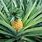 Pineapple Bush Plant