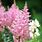 Pink Astilbe Flower