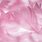 Pink Feather Wallpaper