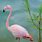 Pink Flamingo Images