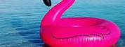 Pink Pool Floats