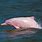 Pink Porpoise