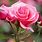 Pink Rose Flowers