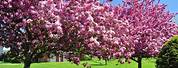 Pink Spring Flowering Trees