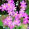 Pink Spring Wildflowers