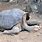 Pinta Island Tortoise Extinct