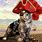 Pirate Cat Images