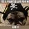 Pirate Dog Meme