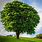 Pixabay Trees