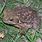 Poisonous Bufo Toad