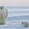 Polar Bear Group