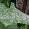 Powdery Mildew On Cucumber Plants