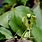 Praying Mantis Photos