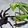 Praying Mantis Spider
