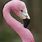 Pretty Flamingo Animal