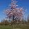 Prunus Accolade Tree