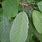 Prunus Avium Leaf