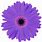 Purple Gerbera Daisy Clip Art