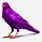 Purple Raven Bird