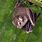 Pygmy Bat