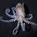 Pygmy Octopus