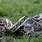 Python Snakes in Florida