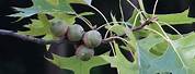 Quercus Palustris Fruit