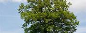 Quercus Robur Oak Tree
