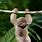 Rainforest Baby Sloth