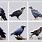 Raven Types