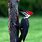 Real Woodpecker