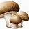Realistic Mushroom Clip Art