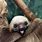 Really Cute Sloths