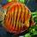 Red Alenquer Discus Fish