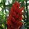 Red Banana Flower