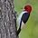 Red Capped Woodpecker