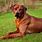 Red Cur Dog Breed