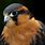 Red Falcon Bird